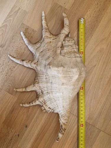 Lambis truncata giant - lambis, cm
